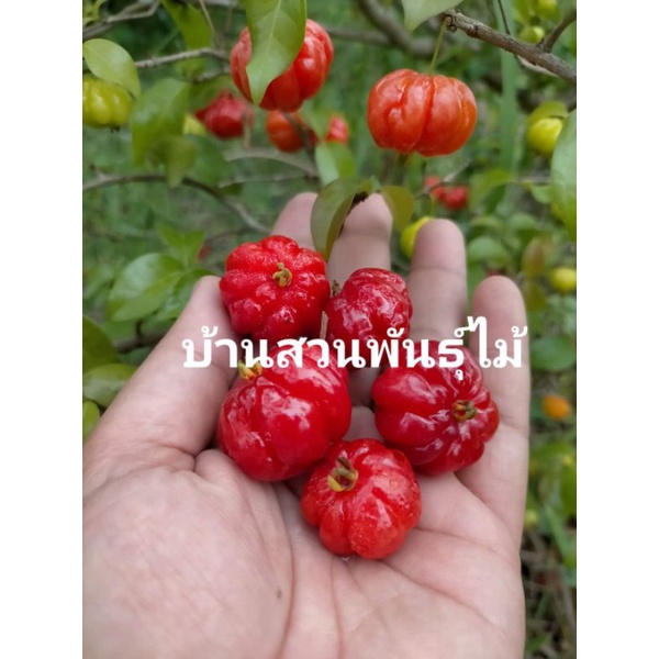 ต้นมะยมแดง-ต้นเชอรี่สเปน-จัดชุด-2-ต้น