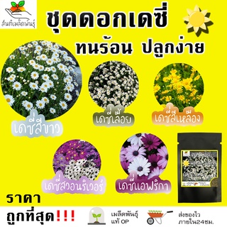 สินค้า เมล็ดพันธุ์ ชุดดอกเดซี่ ปลูกง่าย ทนร้อน โตไว พร้อมส่ง เดซี่ขาว/เดซี่เลื้อย/เดซี่เหลือง/เดซี่สวอนริเวอร์/เดซี่แอฟริกา