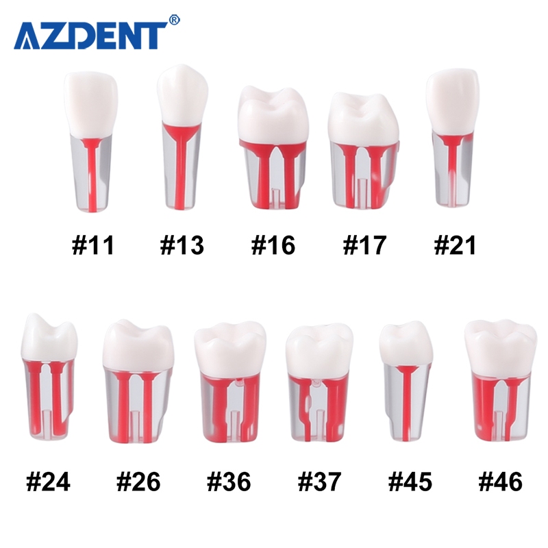 5 ชิ้นทันตกรรม Endo ฟันรุ่น Root Canal Block การฝึกอบรม Endodontic RCT ...