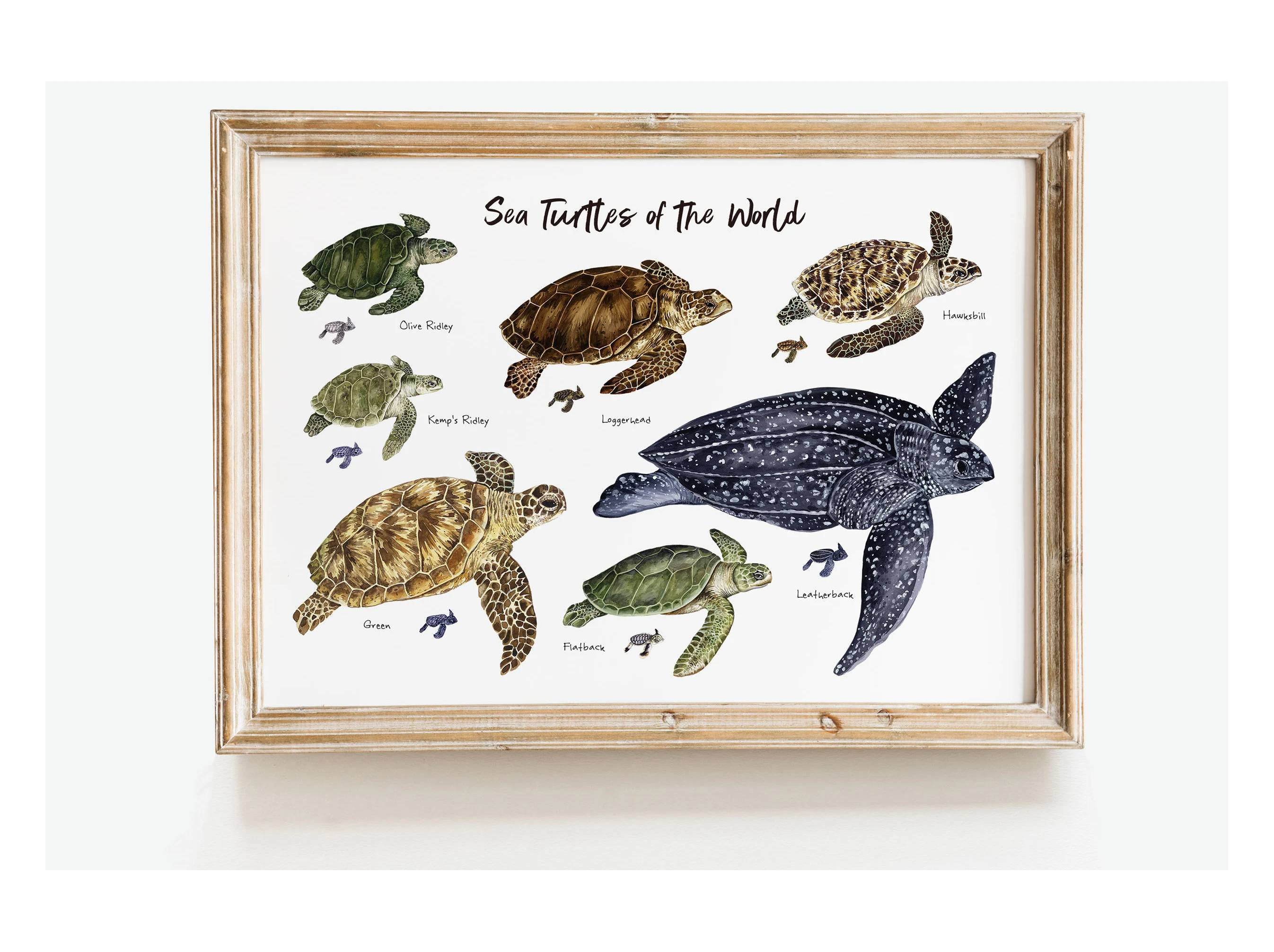 Vintage Science Education Animal Turtles ภาพวาดผ้าใบ ภาพโปสเตอร์นก ...