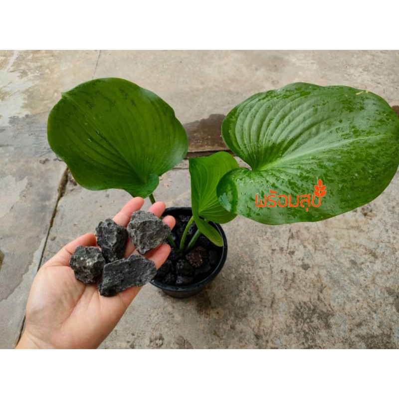 หินภูเขาไฟ หินบะซอลต์ (Basalt Rock) แบบมีรูพรุน ขนาด 2 นิ้ว หินจัดสวน ...
