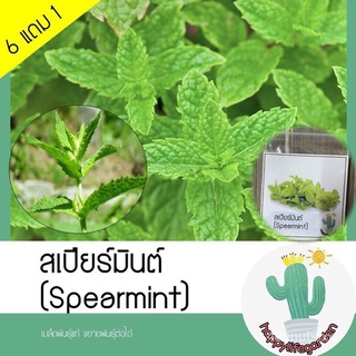 คุณภาพสูง เมล็ด/เมล็ดพันธุ์ สเปียร์มินต์ spearmint เมล็ดสเปียร์มินท์/ขายดี พันธุ์ อินทรีย์ YNYE