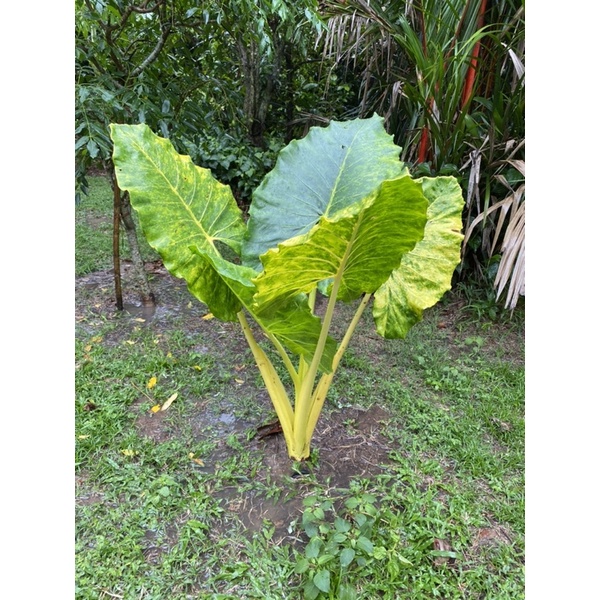 alocasia-บอนกระดาษทอง-เหลืองคือดีงาม-ปลูกคู่หน้าบ้านคือทางเงินทางทอง-มี-3-ขนาด