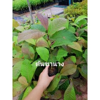 🌳ต้นขานางหรือ(สาลกัลยาณี)