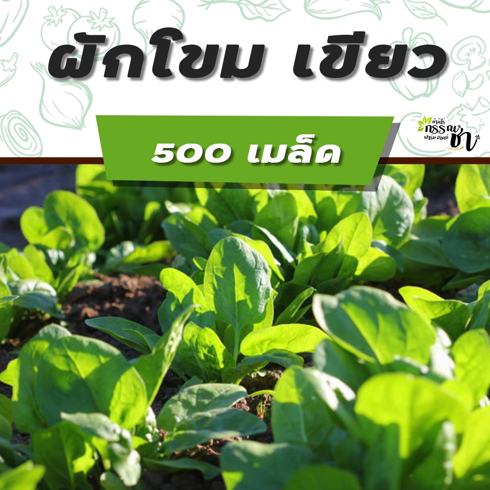 ผักโขม-เมล็ดพันธุ์-หลากหลายชนิด