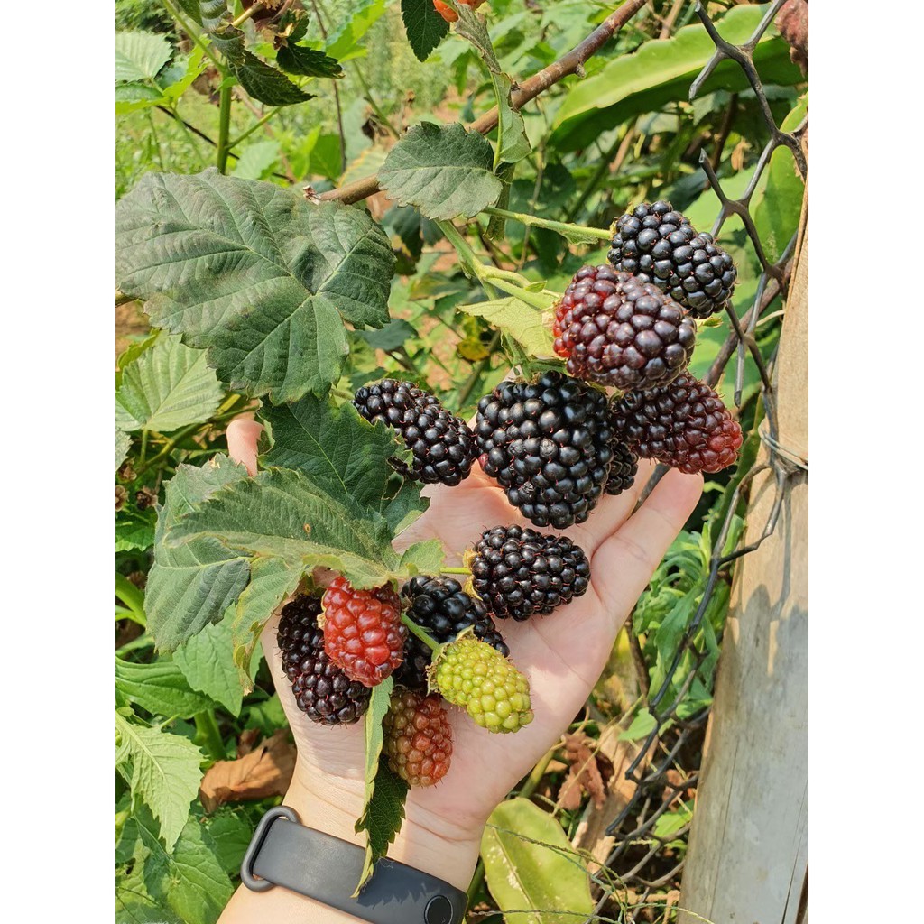 ต้น Blackberry พันธุ์ Prime Arc Freedom ความสูง 4-5 นิ้ว เพาะเลี้ยงแบบ ...