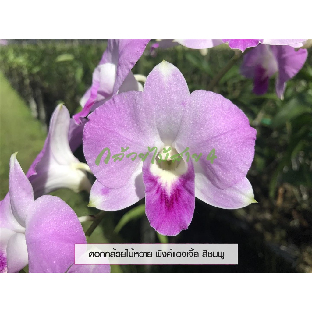 กล้วยไม้นิ้ว-สกุลหวาย-พันธ์ุ-พิงค์แองเจิ้ล-dendrobium-pink-angel-young-orchid-plants-ขั้นต่ำ-2-ต้นขึ้นไปนะคะ