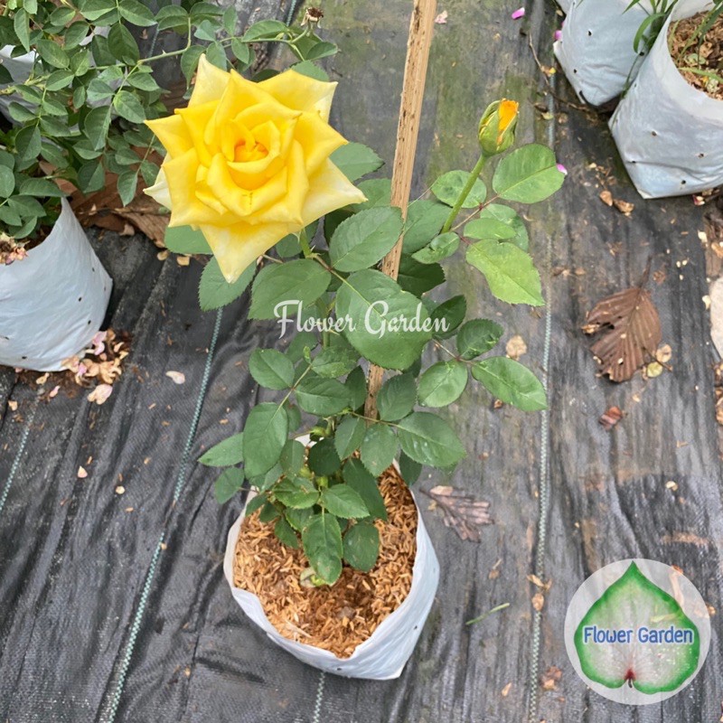 flower-garden-f416-กุหลาบ-queen-sirikit-ควีนสิริกิติ์-สีเหลือง-ดอกใหญ่-ปลูกง่าย-กุหลาบพุ่ม-ตัดดอก-กุหลาบสีเหลือง