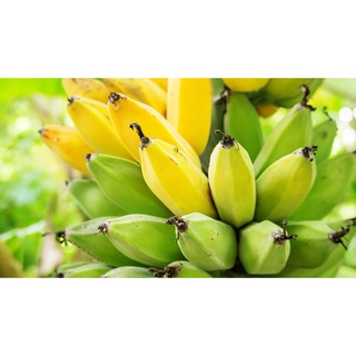 กล้วยน้ำหว้า สำหรับรับประทาน ราคาหวีละ 39 บาท  กล้วยสดจากสวน ที่บ้านที่เชียงราย ไม่มีสารพิษ ปลูกแบบธรรมชาติ อร่อย