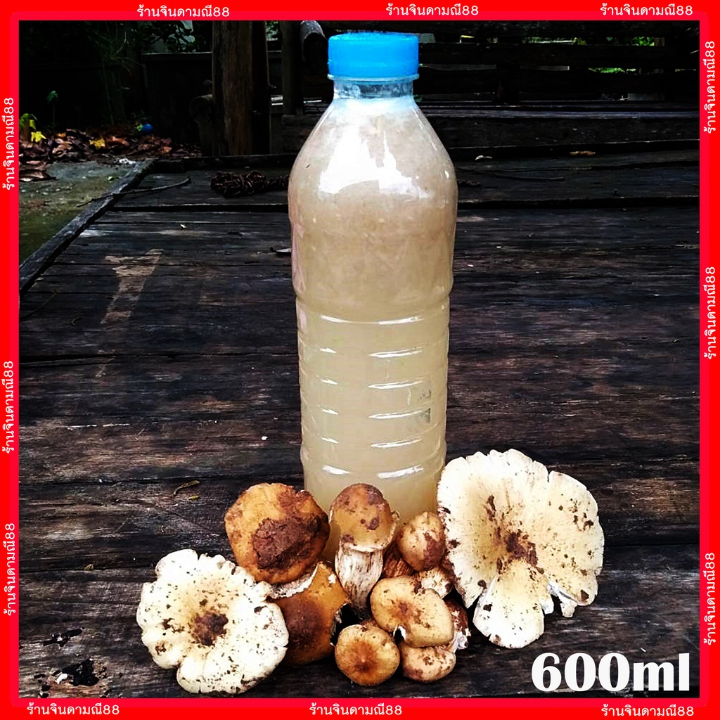 เชื้อเห็ดปลวกตาบ-น้ำสปอร์และเส้นใยเห็ดปลวกใหญ่-เกิด100-ขวด600ml-พร้อมวิธีปลูก-เชื้อเห็ด