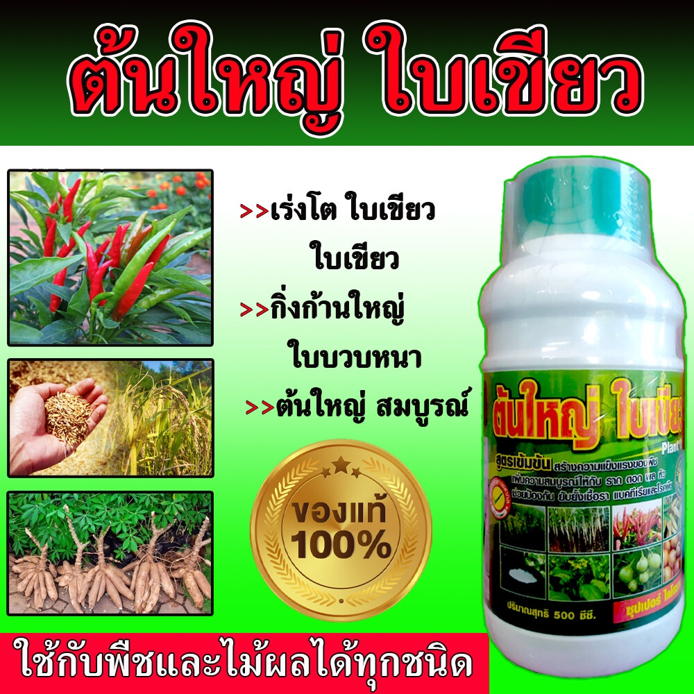 สูตรเข้มข้น-ปุ๋ยมันสำปะลัง-500-ซีซี-ฮอร์โมนระเบิดหัว-เร่งแป้ง-มันสำปะหลัง-ปุ๋ยเร่งรวงข้าว-ระเบิดหัวมัน-ปลอดสารพิษ100