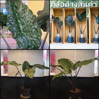 (1ต้น)(ขาย ต้นพันธุ์) ต้น บอนดำสบู่เลือด Alocasia Sp. ต้นบอนดำสบู่เลือด สวนและบ้าน