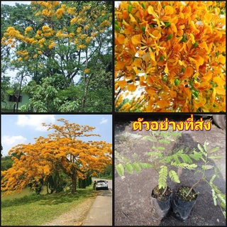 (2ต้น)(vาย ต้นพันธุ์) ต้น ดอก ต้นหางนกยูงสีทอง ต้นหางนกยูง สีเหลือง สีทอง สี เหลือง happy
