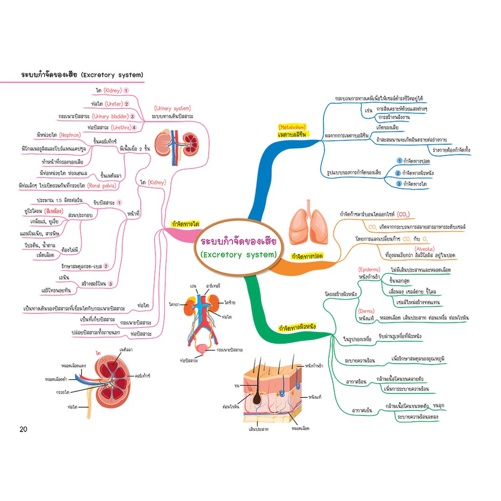 mind-map-มัธยมต้น-สรุปเนื้อหาเน้นๆ-วิชาหลัก-ภาษาไทย-ภาษาอังกฤษ-สังคม-วิทยาศาสตร์-คณิตศาสตร์