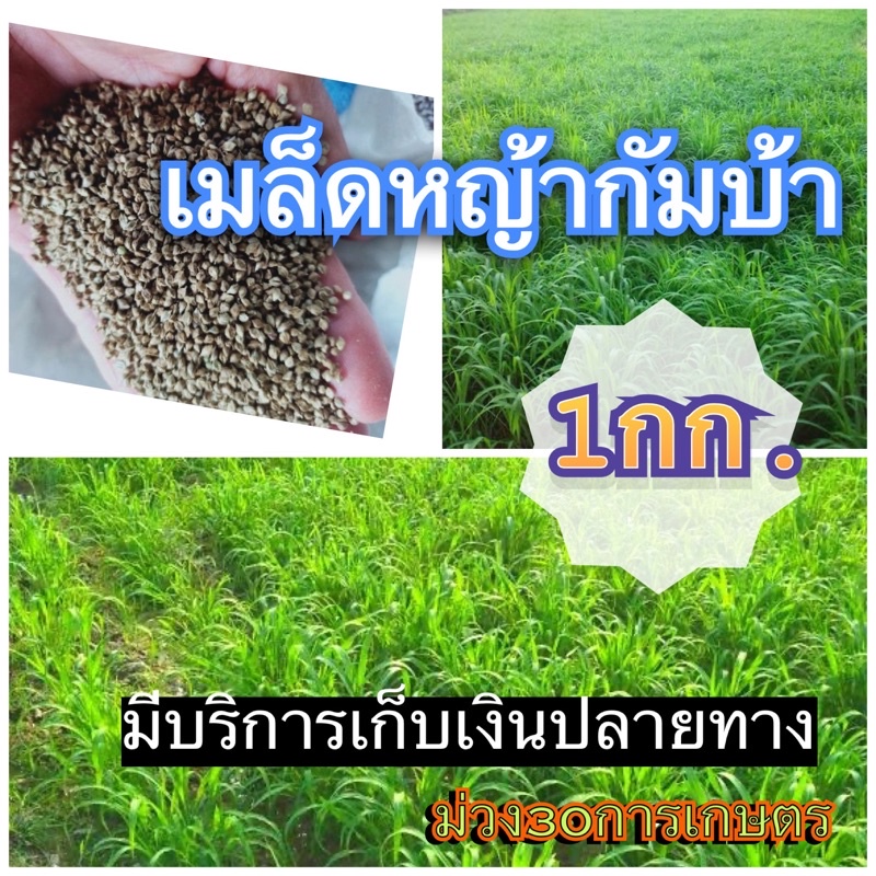 กัมบ้า-เมล็ดหญ้ากัมบ้า-1-กิโลกรัม-พร้อมปลูก-รับประกันการงอก-หญ้าเลี้ยงสัตว์-หญ้า-พันธ์ุหญ้า-หญ้าเลี้ยงวัว-ควาย