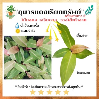 กุมารแดงเรียกทรัพย์  /ฟิโลเดนดรอน​ /เชอร์รี่เรด/(Philodendron Cherry Red)​ พร้อมกระถาง3นิ้ว