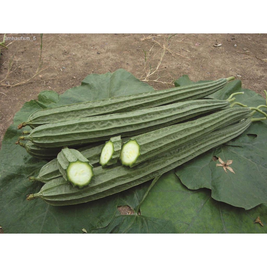 chiatai-ผักซอง-เจียไต๋-บวบเหลี่ยม-o083-ประมาณ-14-เมล็ด-บวบ-เมล็ดพันธุ์ผัก-เมล็ดผัก-เมล็ดพืช-ผักสวนครัว