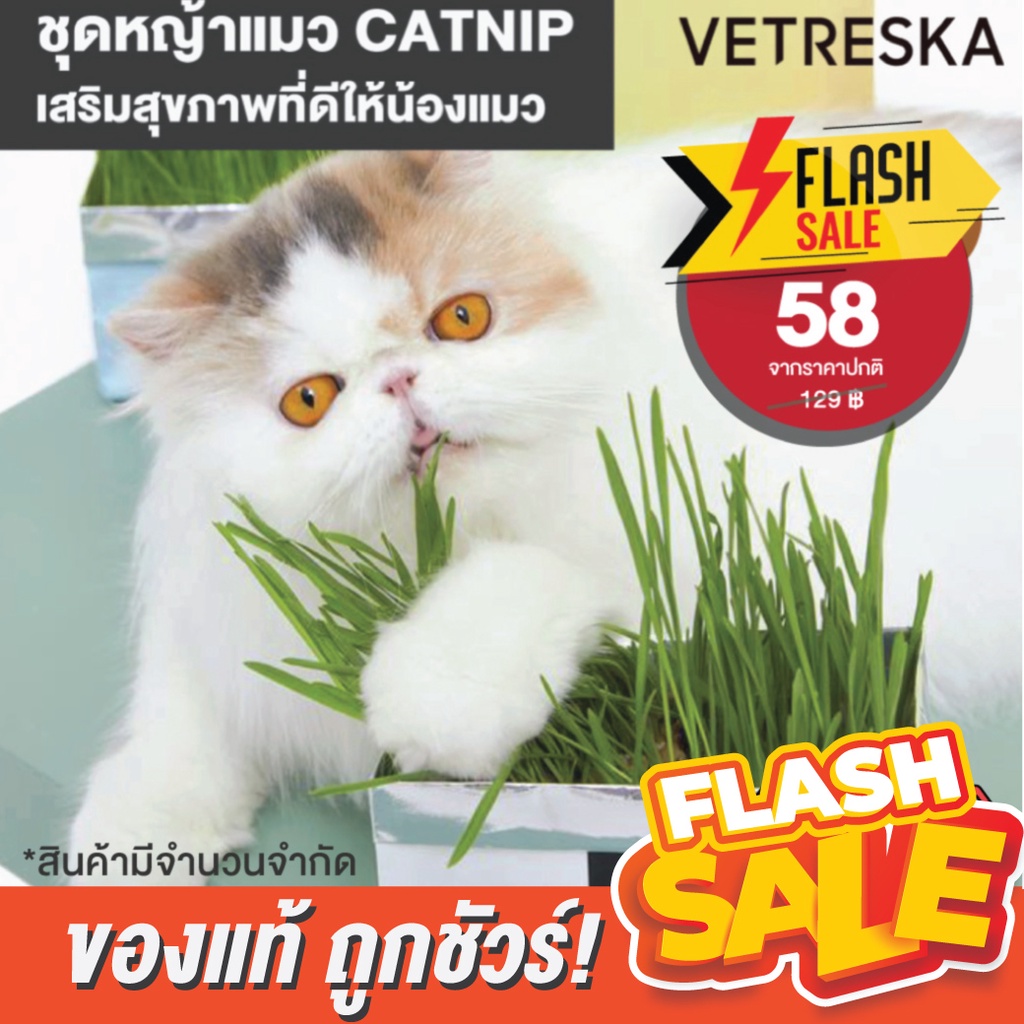 ภาพหน้าปกสินค้าพร้อมส่ง Vetreska ชุดหญ้าแมว CATNIP พร้อมปลูก ช่วยให้น้องแมวสุขภาพดี จากร้าน catniphouseshop บน Shopee