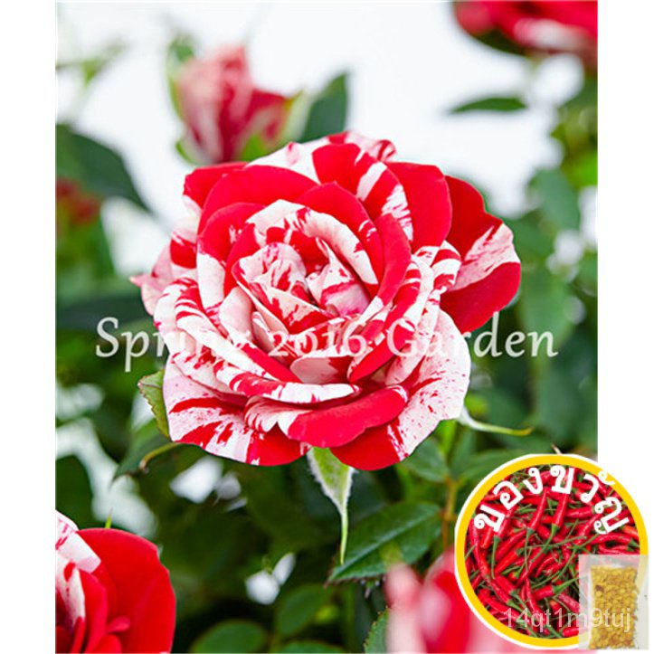 1000-pcs-mixed-chinese-rose-plants-seeds-dwarf-perennial-colorful-roses-flowers-tree-fragrant-climbing-plants-for-home-g