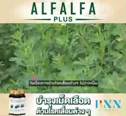 3ขวด-alfalfa-plus-อัลฟัลฟ่าพลัส-คลอโรฟิลล์น้ำ-100-alfalfa-plus-สร้างภูมิคุ้มกัน-ล้างสารพิษ