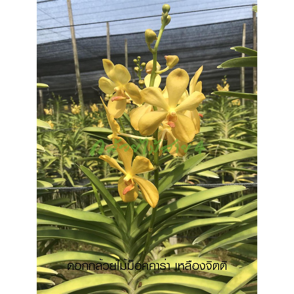 ภาพสินค้าแขนงกล้วยไม้ม็อคคาร่าเหลืองจิตติ สีเหลือง ต้นติดดอก ต้นสูง 35-40 ซม. (Mokara Yellow Jitti Plant) จากร้าน bangkokgreen บน Shopee ภาพที่ 3
