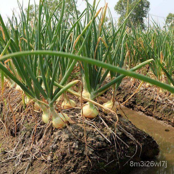 อินทรีย์-ต้น-ดอก-หอมใหญ่สเปนถูกที่สุด-10-บ-เมล็ดพันธุ์หอมหัวใหญ่สเปน-50-เมล็ดงอกง่าย-โตไว-ทานอร่อย-zxsj