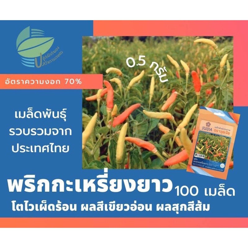 พริกกะเหรี่ยงยาว-hot-chilli-pepper