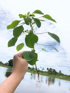 ภาพขนาดย่อของภาพหน้าปกสินค้า1 ชุด = 10ต้น ค่าส่งถูกมาก ตำแยแมว ️กัญชาแมว ตำแย ต้นสดตำแย ต้นสดกัญชาแมว จากร้าน leavesteai บน Shopee