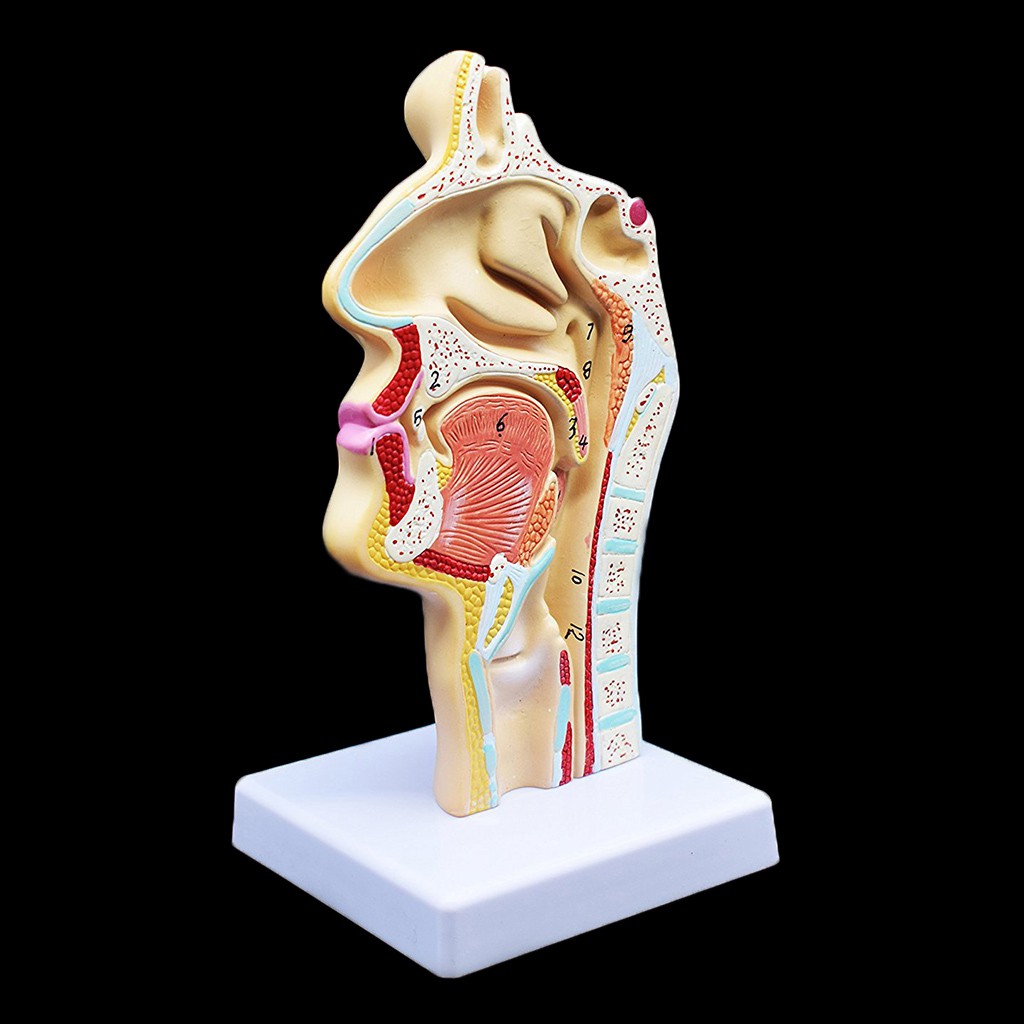 human-anatomical-nasal-cavity-throat-anatomy-medical-model-for-science