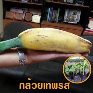 ต้นกล้วยเทพรสราคาถูกมาก
