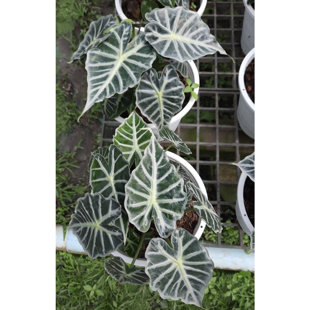 alocasia-parasol-แก้วพาราซอล-กระถาง-5-8-นิ้ว