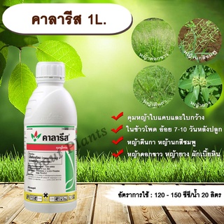 คาลารีส 1L. มีโซไตรโอน + อะทราซีน สารกำจัดวัชพืช ใบแคบ ใบกว้าง หญ้าตีนกา หญ้านกสีชมพู หญ้าดอกขาว หญ้ายาง allaboutplants