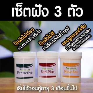 ภาพขนาดย่อของภาพหน้าปกสินค้า(พร้อมส่ง) เซ็ตฝัง 3 ตัว แบรนด์ Nature Life (ปุ๋ยฝังไม้เขียว ปุ๋ยฝังไม้สี แคปซูลแบคทีเรีย) จากร้าน mainam4k บน Shopee