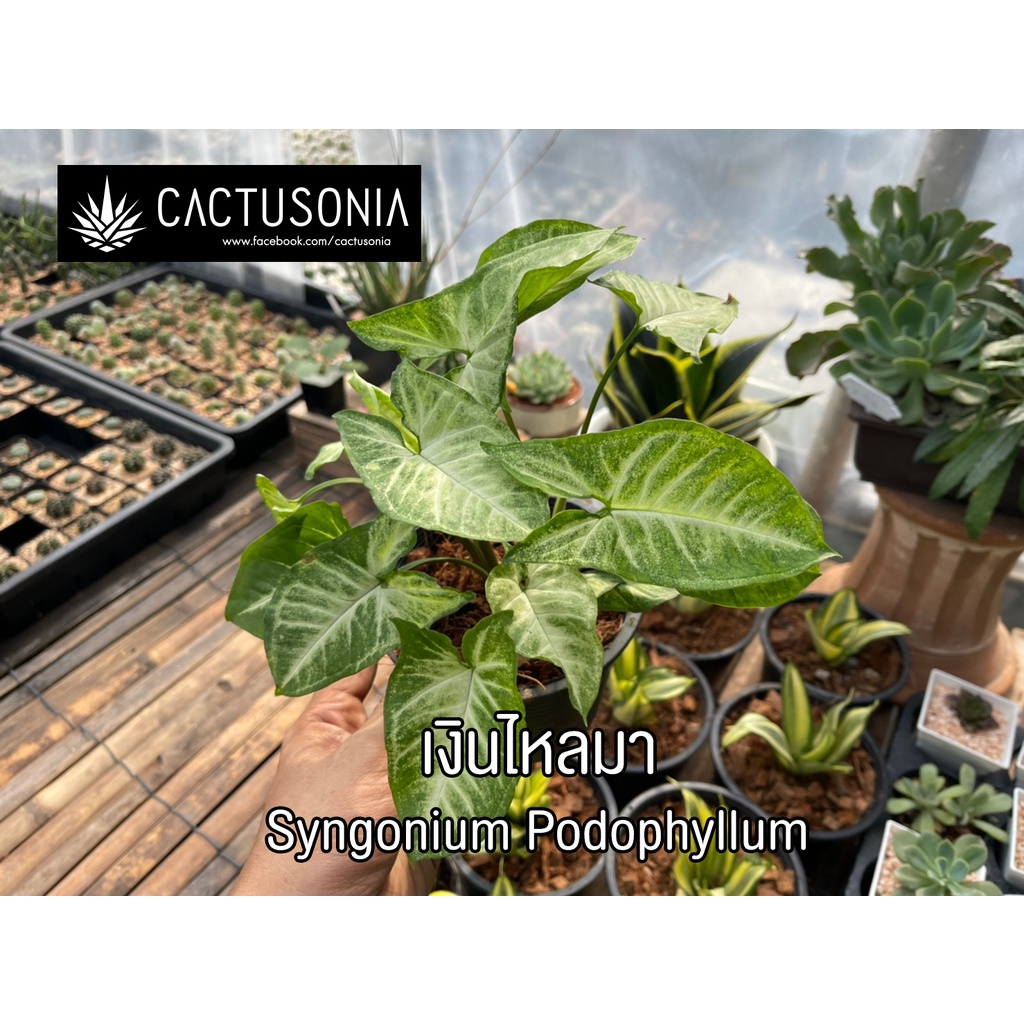 เงินไหลมา-syngonium-podophyllum-ออมเงินไหลมา