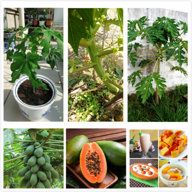 เมล็ดพันธุ์-ถูก-คละ-เมล็ดพันธุ์-มะละกอ-papaya-seeds-ต้นพันธุ์ผลไม้-เมล็ดบอนไซ-พันธุ์ไม้ผล-แต่ละแพ็คมี-10-เมล็ด-seeds