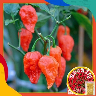 10pcs seeds Ghost peper @half dried pod super hot chili pepper/seeds = biji benih Chili鲜花/文胸/seeds/向日葵/种子/园艺/儿童/玫瑰/母婴/苹果