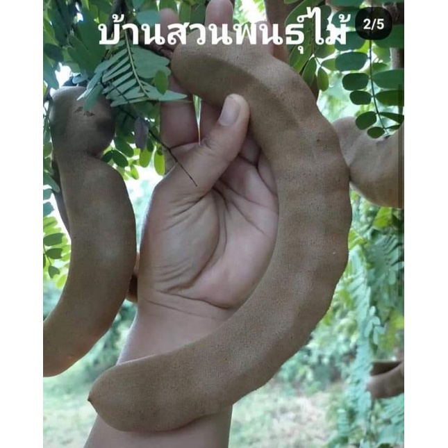 ต้นมะขามเปรี้ยวยักษ์