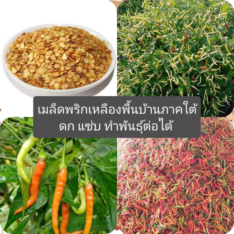 เมล็ดพันธุ์พริกเหลืองพื้นบ้านภาคใต้ชุดละ100-เมล็ด