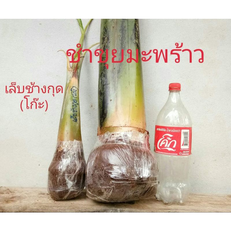 ขุยมะพร้าวออแกนิค-บดละเอียด-บดหยาบ-ไม่ผสมสารเคมี