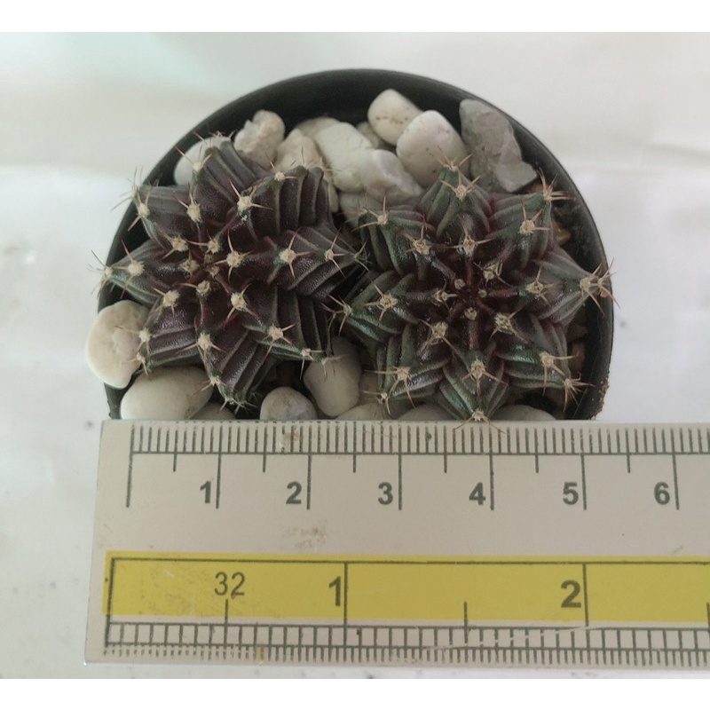 แคคตัส-ยิมโน-gymnocalycium-ผิวมัน-เขียวอมม่วง-2-ต้น