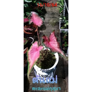 ตะละแม่กุสุมา บอนสี ราชินีแห่งใบไม้(Caladium)