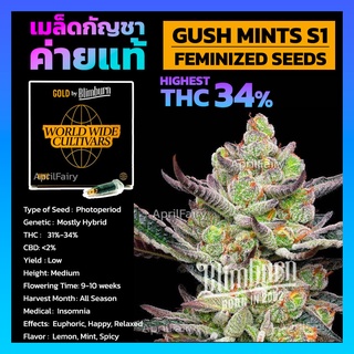 GUSH MINTS S1 FEMINIZED เมล็ดพันธุ์กัญชา นอก โฟโต้ เพศเมีย เมล็ดค่าย Blimburnseeds แบ่งขาย รับประกัน ตรงปก 💯%