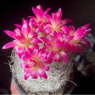 ไม้หายาก neoporteria nidus cactus แคคตัส กระบองเพชร ดอกสีชมพูสวย