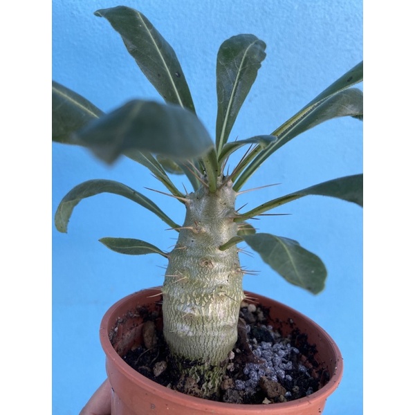 Pachypodium ต้นพาชีโพเดียม ไม้เพาะจากเมล็ด | Shopee Thailand