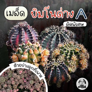 เมล็ด "ยิมโนแม่ด่างเกรด A x พ่อ LB และ Trex  " Gymnocalycium seed 150 เมล็ด 🌵เมล็ดแคคตัส❤️