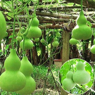 เมล็ด เมล็ดพันธุ์ น้ำเต้าเซียน Bottle Gourd Seeds บอนสีหายาก เมล็ดพันธุ์ผัก พันธุ์ไม้ผล เ（นี่มันเมล็ดพืช ไม่ใช่พืช!）