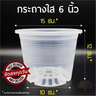 กระถาง🗑พลาสติกใส 6 นิ้ว (Clear Tree Pot) หนา เหนียว แข็งแรง👍คุณภาพดี มองเห็นรากเติบโต🌳กระถางต้นไม้ (พร้อมส่ง)