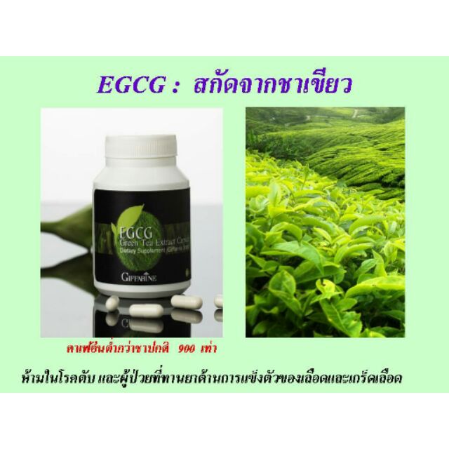 giffarine-egcg-กิฟฟารีน