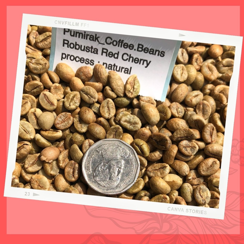 ภาพสินค้า️ ถูกและดี   เมล็ดกาแฟดิบ เมล็ดโรบัสต้า เวียดนาม น่าน Pumirak_Coffee.Beans จากร้าน pumirak_coffee.bean บน Shopee ภาพที่ 4