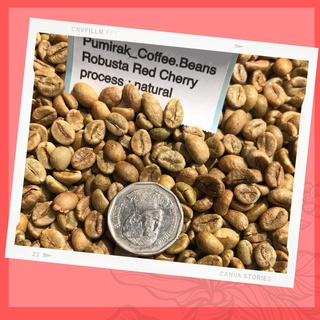 ภาพขนาดย่อของภาพหน้าปกสินค้า️ ถูกและดี   เมล็ดกาแฟดิบ เมล็ดโรบัสต้า เวียดนาม น่าน Pumirak_Coffee.Beans จากร้าน pumirak_coffee.bean บน Shopee ภาพที่ 4